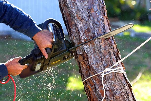 Best Storm Damage Tree Cleanup  in USA